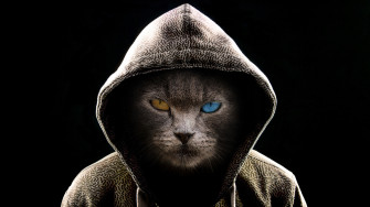 Cool Cat Wearing Hood Wallpaper Baltana