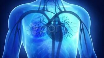 Cardiology Wallpaper