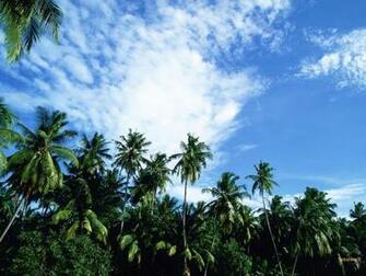 Tropical Forest Wallpaper