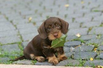 Dachshund Puppies Wallpaper For Desktop
