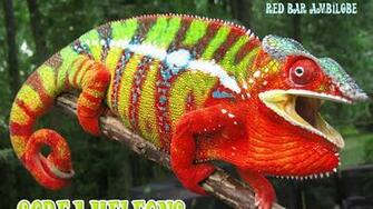 Panther Chameleon Wallpaper