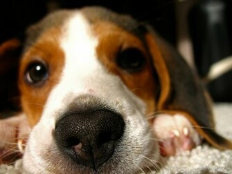 Puppies Image Cute Puppy Wallpaper Photos