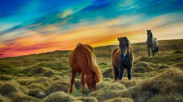 Desktop Wallpaper Animals Horses Grazing Landscape HD Image