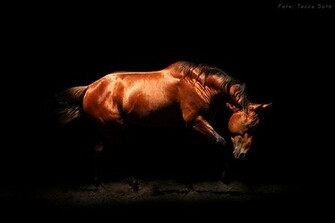 Stefannie Phillips On Horses