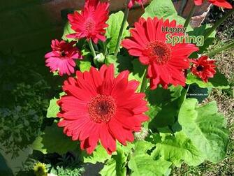 Gerbera Daisies Wallpaper Photo Kate Net Created