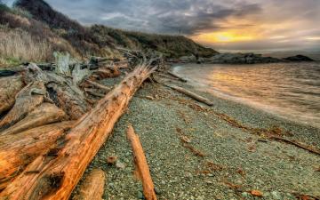 Photo Canada South Victoria British Columbia Nature Trunk