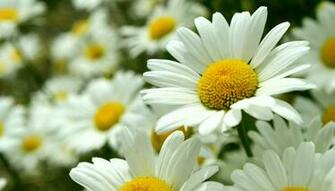 Fresh Daisy Flower Wallpaper Themes