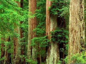 Redwood Forest Wallpaper