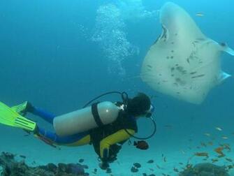 Pic New Posts HD Wallpaper Scuba Diving