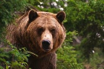 HD Grizzly Bear Wallpaper D