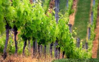Vineyard And Orchard Wallpaper Collective