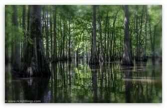 Swamp Wallpaper