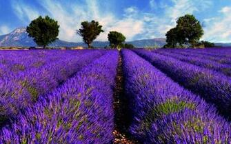 Lavender Wallpaper Android Apps On Google Play