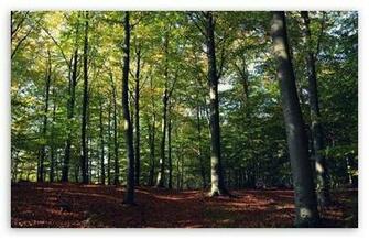 Dual Screen Wallpaper Fall HD For Standard