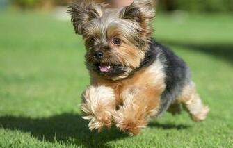 Wallpaper Yorkshire Terrier York Dog Running Grass Lawn