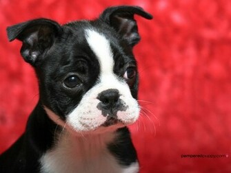 Boston Terrier Puppy Dogs Wallpaper