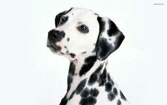 Dalmatian Wallpaper