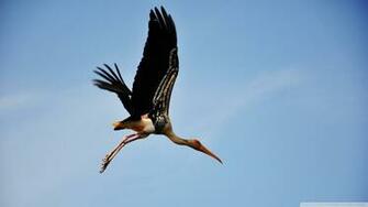 Painted Stork Wallpaper Wallpoper