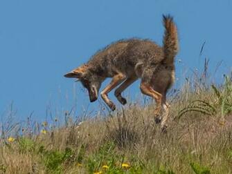 Coyote Wallpaper HD