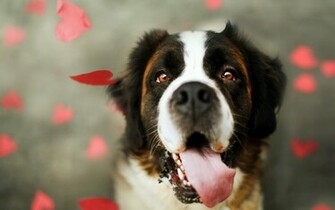 Wallpaper Dog Heart Muzzle Tongue St Bernard Desktop