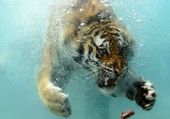 Wallpaper HD To For Sea And Animals