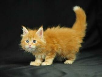 Best Lolcat Wallpaper
