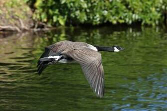 Canada Goose Photos Wallpaper The Fun Bank