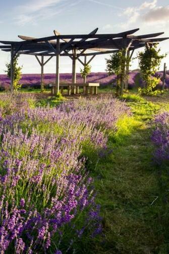 Provence Lavender Mobile Wallpaper Mobiles Wall