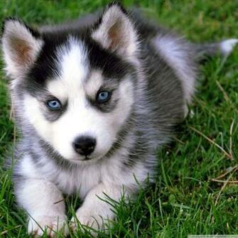 Cute Husky Puppy 4k HD Desktop Wallpaper For Ultra Tv