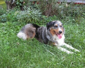 Related Searches For Australian Shepherd Wallpaper