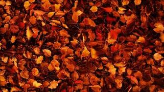 Fall Leaves Wallpaper