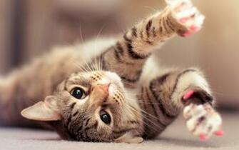 Lazy Cat HD Widescreen 1080p Wallpaper Cute