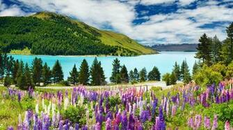 Landscape Floral Peaceful Nature Scenic Spring Tree Mountains