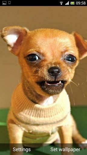 Chihuahua Puppies Wallpaper Is A Liquid App For All