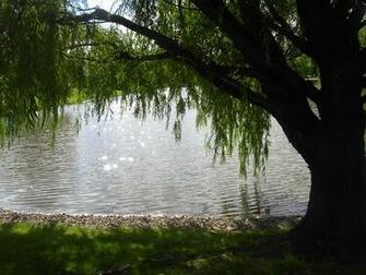 Weeping Willow Tree Wallpaper By Gracefulally