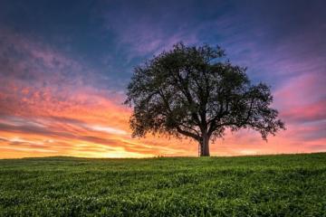 Sunset Field Tree Landscape Wallpaper