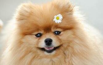 Pomeranian Computer Wallpaper Desktop Background Id