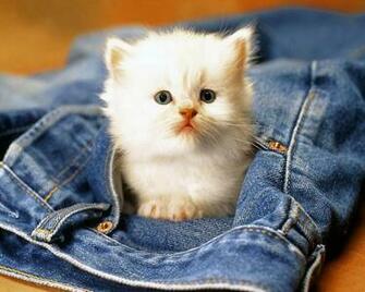 Desktop Image With Animals Cats And Dogs Wallpaper Black