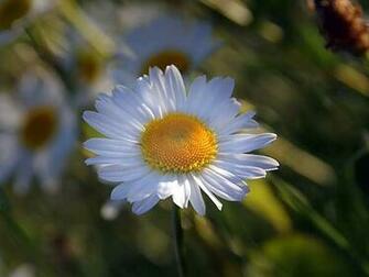 Desktop Wallpaper Of A Daisy Flower In Grassy Meadow