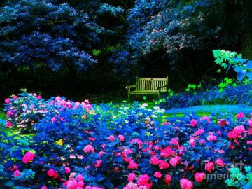 Hydrangeas Daydreaming Photo