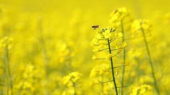Honey Bee On Yellow Flower Wallpaper