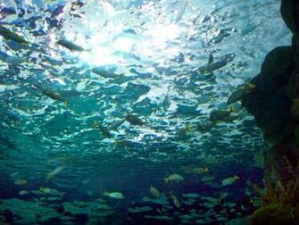 Aquarium Wallpaper Background Grandson