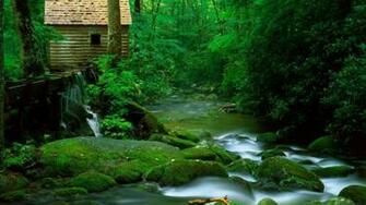 Background Image HD Wallpaper Html Attachment Forest