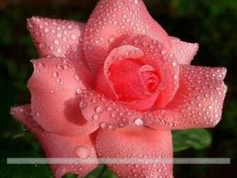 Rose With Water Drops Wallpaper
