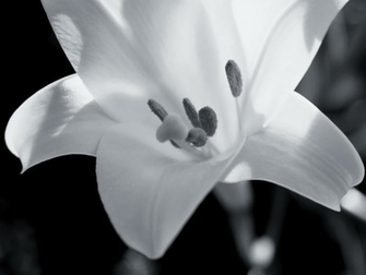 White Wallpaper Black And Floral
