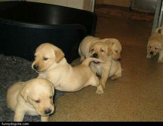 Funny Puppies And Cats Valentines Day Wallpaper