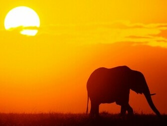 Elephant Wallpaper HD Pictures One