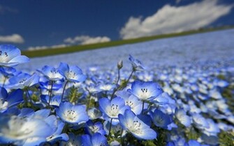Blue Flower Field HD Wallpaper