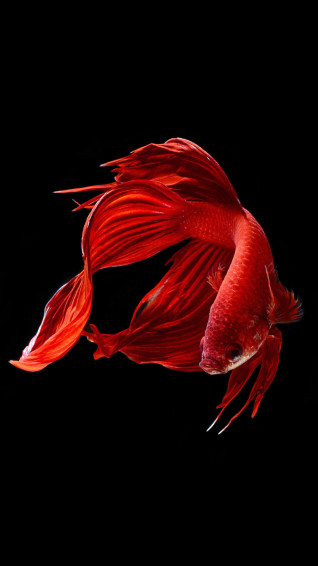 iPhone Fish Wallpaper