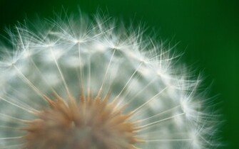 Dandelion Wallpaper Desktop H784342 Flowers HD